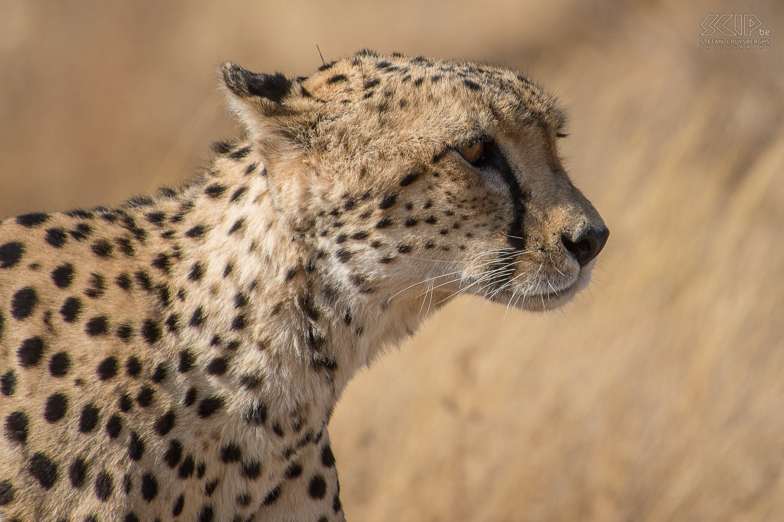 Samburu - Close-up cheetah  Stefan Cruysberghs